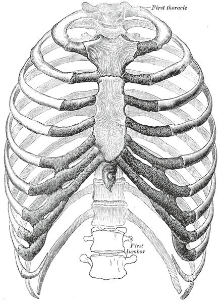 chiropractic treatment for rib injury and rib pain
